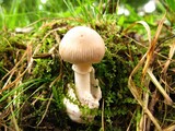 Amanita spreta, known as Teokbadi-gwangdae-beoseot, is a poisonous mushroom with grey-brown cap and a distinct ring, growing in mixed forests symbiotic with trees. Photographed in Korea.