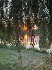Wall Mural - Beautiful sun lights through willow leaves and river in evening