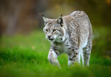Eurasian lynx ( Lynx lynx ) close up