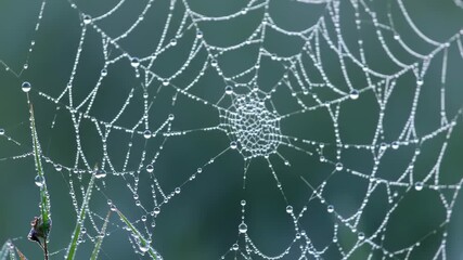Dew-kissed spiderweb