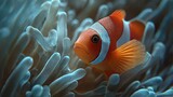   A close-up of orange and white clownfish in an anemone sea anemone anemone