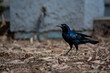 © Carlos Charlie - Quiscalus Mexicanus/Zanate Mexicano. sobre suelo con hojas secas.