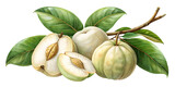 Garcinia cambogia, also known as brindleberry, is a tropical fruit with a sour flavor isolated on transparent background