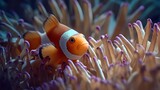   An orange and white clownfish in an anemone sea anemone