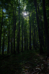  Sun streaming through tall forest trunks in shadowed mountain woodland