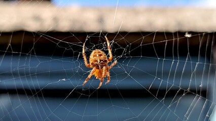 A large European garden spider waiting in its intricate web under a sunny sky, a macro view of nature's beauty and hunting strategy