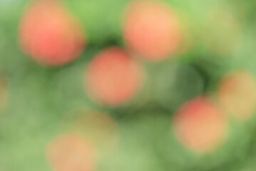 Wall Mural - Abstract natural red with green color defocus light background.