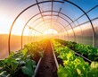 © Faqih - a greenhouse with various types of vegetables planted. with the soft light of the morning sun
