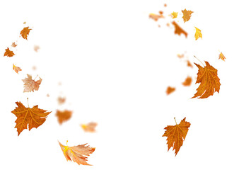Wall Mural - leaves leaf  falling in autumn isolated for background