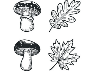 Wall Mural - Sketchy Mushroom and Oak Leaf Collection. Vector hand drawn illustration