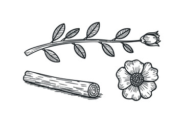 Wall Mural - Black and White Sketch of Floral Elements and Wood. Vector hand drawn illustration