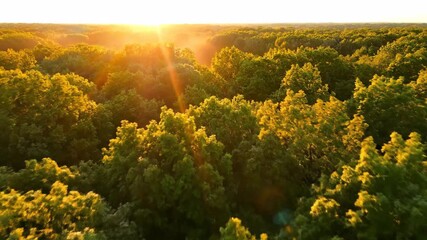 Wall Mural - ﻿Slow aerial drone shot capturing a vibrant forest canopy at sunrise with golden light filtering through the trees morning, vibrant, cinematic