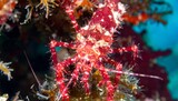 Close-up of a vibrant red crustacean