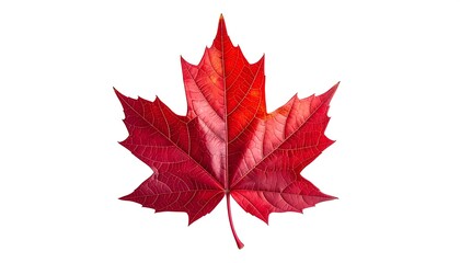 vibrant red maple leaf