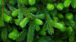 © Curioso.Photography - Close-up of green pine tree branches.