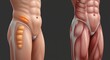 © Aprilia - Human hip and thigh muscles anatomy