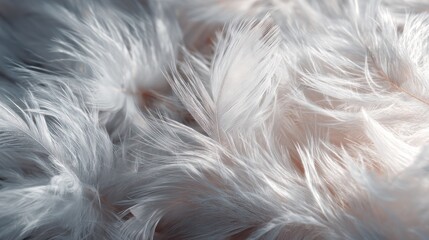 Close-up of soft, fluffy white feathers with delicate, airy texture and diffused light
