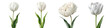 © Naruedetch - White Tulip Flower Set - Spring Blossom Isolated