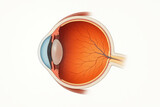 Medical eye anatomy cross section retina optic nerve lens cornea pupil blood vessel detailed illustration
