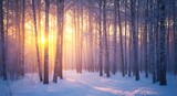 Golden sunlit snow covered birch forest winter birch trees