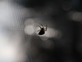 spider on the web