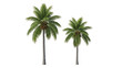 © Phase - Two coconut palms, different sizes, against a black background