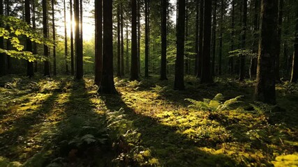 Poster - Time-lapse of sunlight and shadows dancing across a lush forest floor as the day progresses environment, environment, serenity