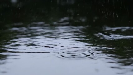 Wall Mural - Macro close-up shot of raindrops creating intricate patterns on a pond's dark, reflective surface during a gentle shower storm, shower, close-up