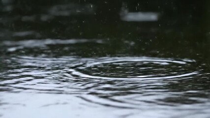 Wall Mural - Macro close-up shot of raindrops creating intricate patterns on a pond's dark, reflective surface during a gentle shower rhythm, gentle, liquid