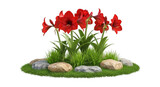A vibrant red amaryllis flower arrangement with green grass and stones isolated on transparent background