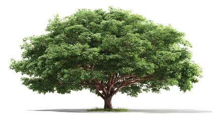 A lush green deciduous tree with a full canopy on a white background