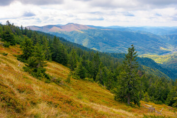 Wall Mural - hillside of mountain range with coniferous forest and meadow. view in to the distant rural valley from above. beautiful countryside landscape of transcarpathia in autumn