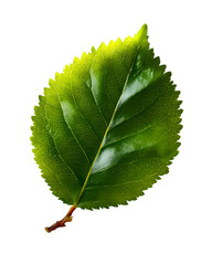 Pear tree leaf with serrated edges and smooth texture isolated on transparent background