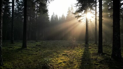 Wall Mural - ﻿misty forest clearing as morning sunlight slowly penetrates through the dense canopy fog, peaceful,
