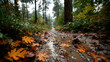 © john - Muddy Trail Lined With Damp Russet Leaf Litter in a Forest