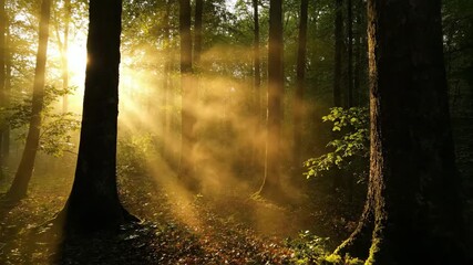 Wall Mural - Golden light beams pierce through evaporating morning mist in a serene forest awakening, background, relaxation
