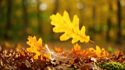 Wall Mural - Golden autumn oak leaves slowly fall to the forest floor in soft, diffused light, cinematic slow motion brown, foliage, transition