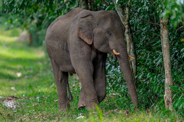 Wall Mural - Its body is gray, its snout is called the trunk. The trunk of the Asian elephant has only one beak. Nakhon Ratchasima, Thailand.	