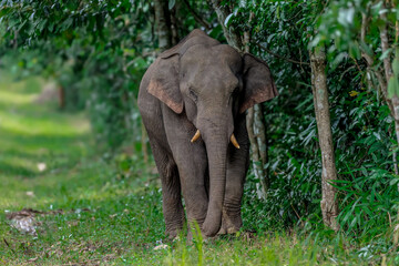 Wall Mural - Its body is gray, its snout is called the trunk. The trunk of the Asian elephant has only one beak. Nakhon Ratchasima, Thailand.	