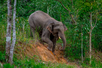 Wall Mural - Its body is gray, its snout is called the trunk. The trunk of the Asian elephant has only one beak. Nakhon Ratchasima, Thailand.	