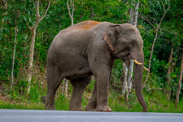 Wall Mural - Its body is gray, its snout is called the trunk. The trunk of the Asian elephant has only one beak. Nakhon Ratchasima, Thailand.	