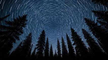 Wall Mural - mesmerizing star trails rotating above a towering pine forest under a clear night sky, captured in a