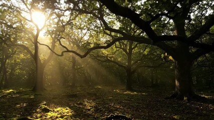 Wall Mural - ethereal sunbeams pierce through a dense network of oak branches creating a mystical forest scene pe