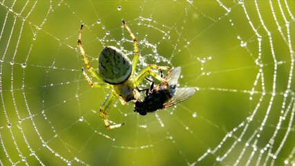 Spider Web with Fly Caught in Dew Drops - Macro Close Up of Natures Trap and Insect