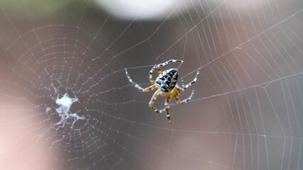 a spider weaves a web