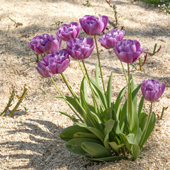 Wall Mural - Tulipes mauves	