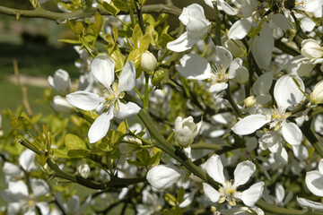 Wall Mural - Gros plan de fleurs de Poncirus trifoliata