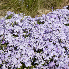 Wall Mural - Phlox subulata Emerald Cushion Blue	