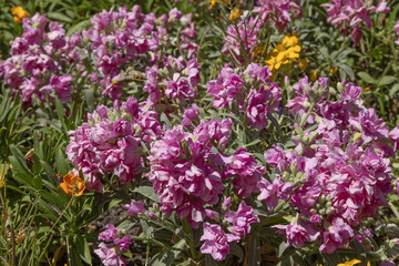 Wall Mural - Matthiola rose