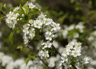 Wall Mural - Fleurs de Prunus mahaleb